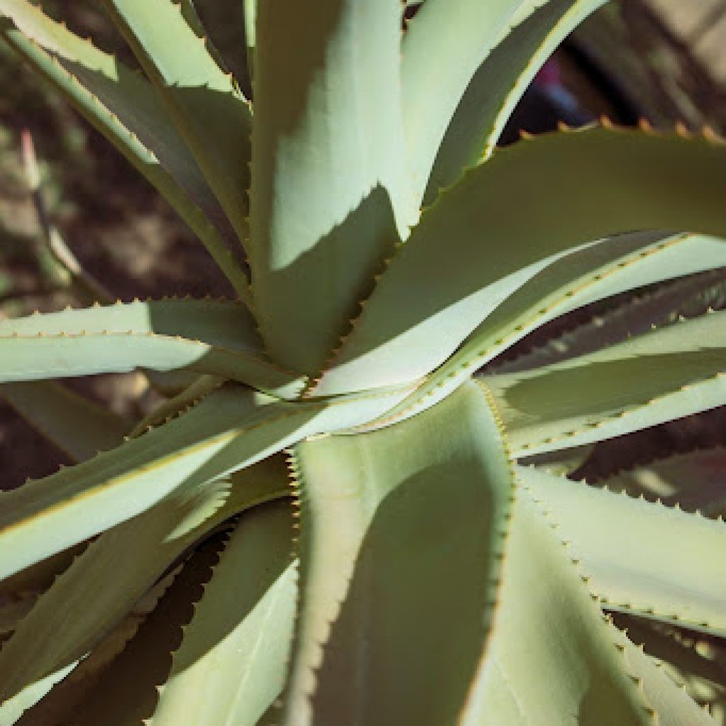 I benefici dell’Aloe vera: una guida completa su proprietà, usi ed effetti dell’Aloe