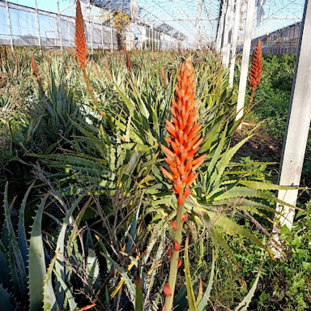 In foto coltivazioni naturali di Aloe Arborescens di Dr Aloes