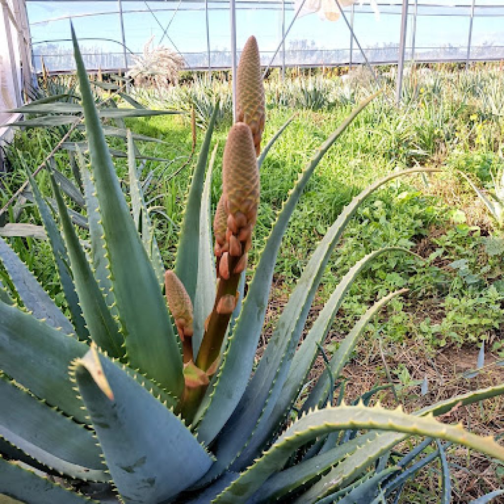 In foto una pianta di Aloe coltivata da Dr Aloes