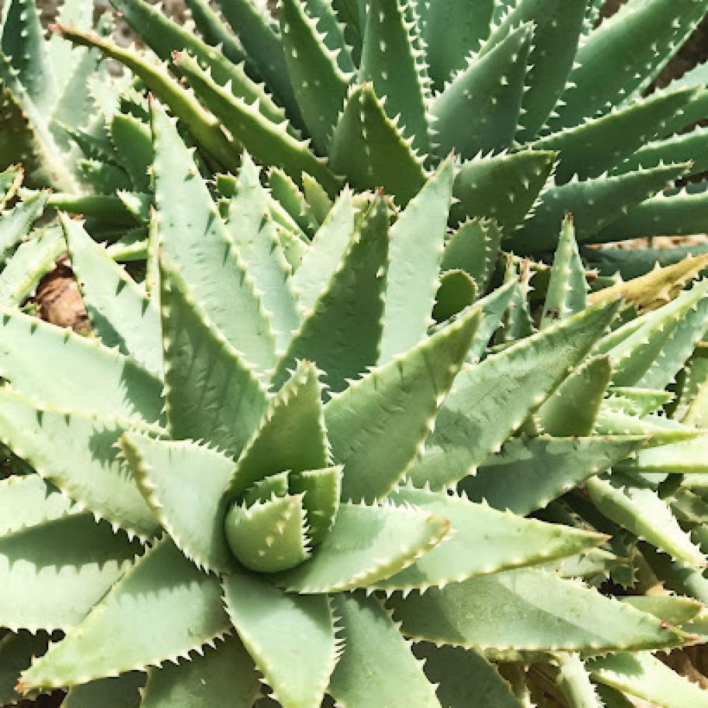 I benefici dell’Aloe vera: una guida completa su proprietà, usi ed effetti dell’Aloe
