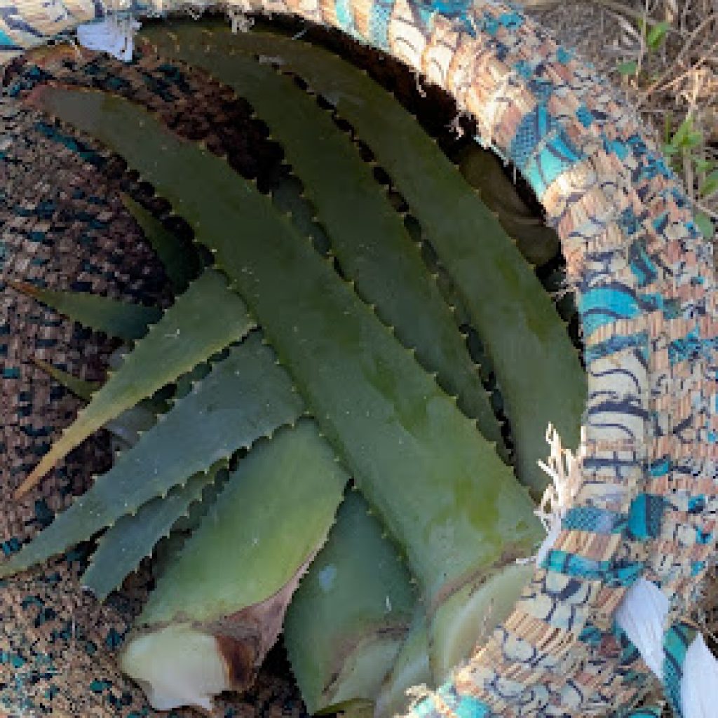 Coltivazione di Aloe Arborescens biologica e certificata