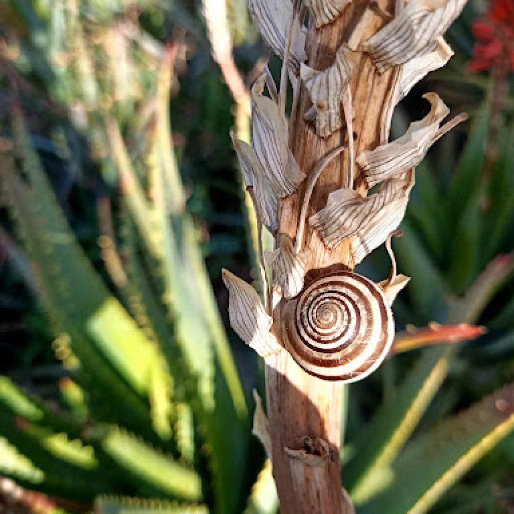 Coltivazione di Aloe Arborescens biologica e certificata