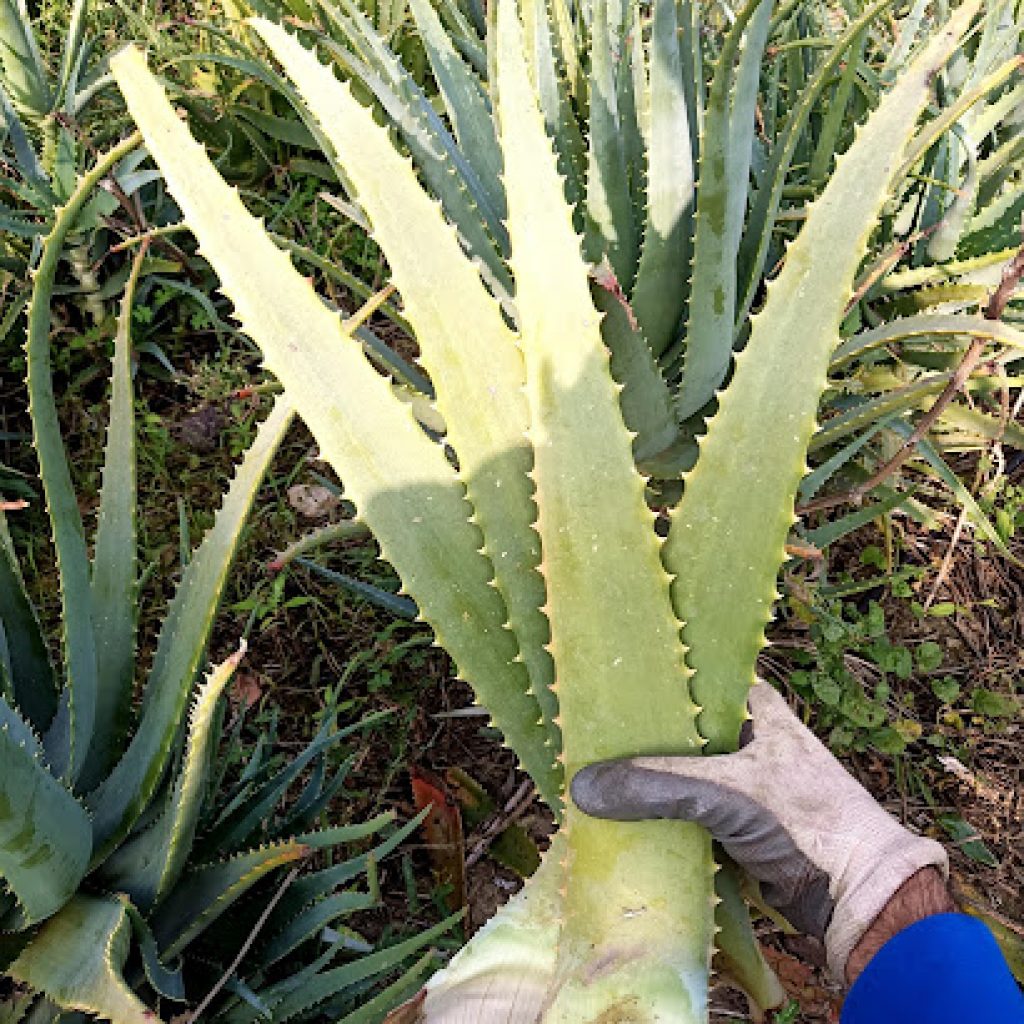 Crema viso fai da te: come usare l’Aloe per una crema idratante naturale