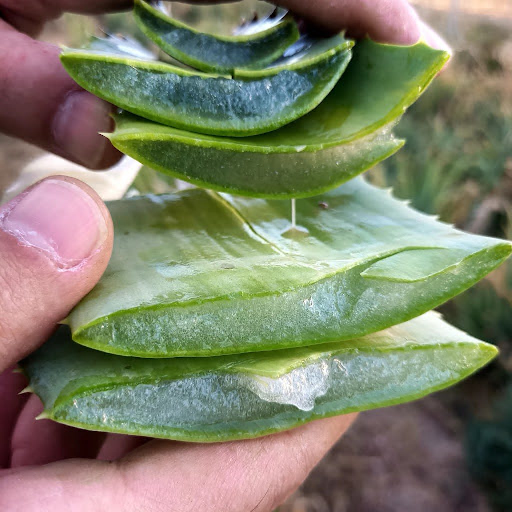Crema viso fai da te: come usare l’Aloe per una crema idratante naturale