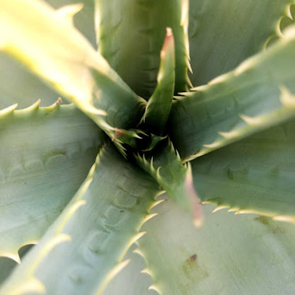 Gel all’aloe fai da te: come fare il gel all’aloe in pochi minuti