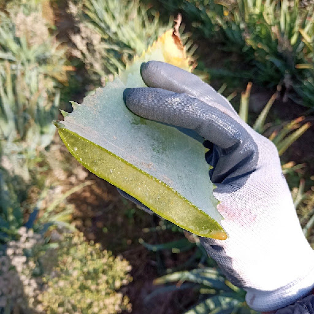 Gel all’aloe fai da te: come fare il gel all’aloe in pochi minuti