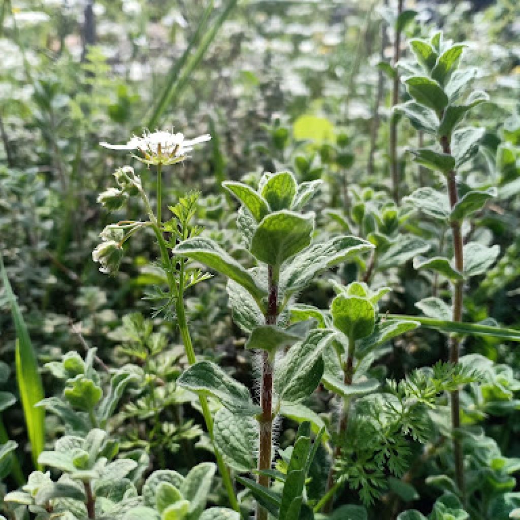 rimedi naturali per il reflusso esofageo
